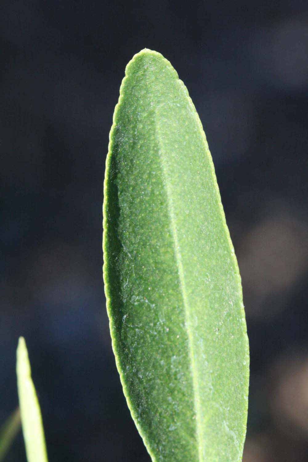              Margin (Riverside, CA)       